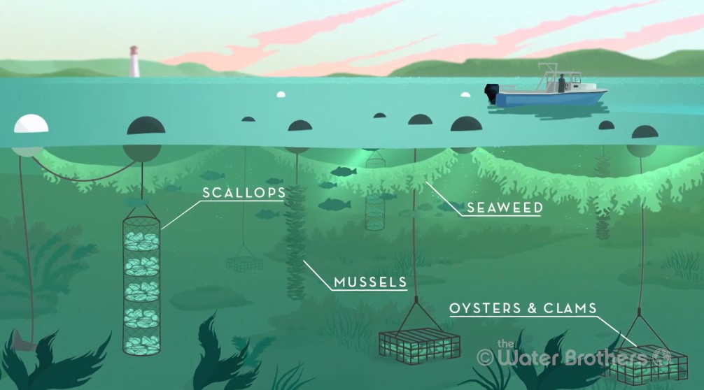 3D Ocean Farming